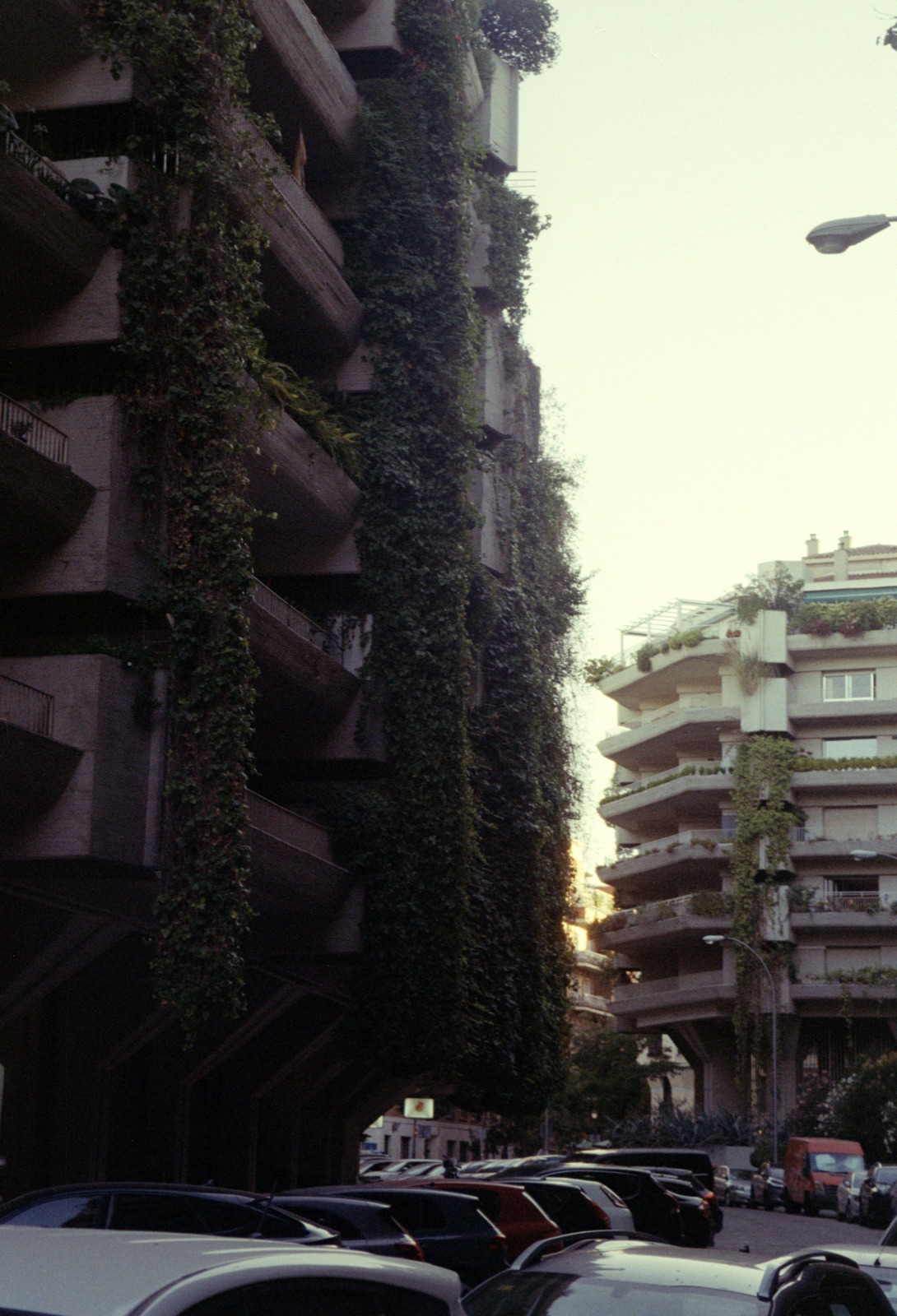 Ivy facade — Madrid · analog film